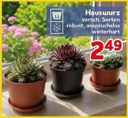 CENTERSHOP Hauswurz Angebot