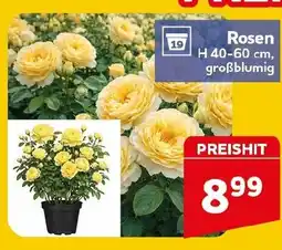 CENTERSHOP Rosen Angebot