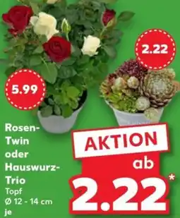 Kaufland Rosen Twin oder Hauswurz Trio Angebot