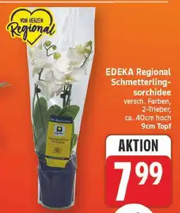 E-Center Edeka regional schmetterlingsorchidee Angebot