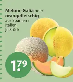 V Markt Melone galia Angebot