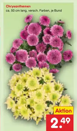 Netto Marken-Discount Chrysanthemen Angebot