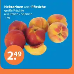V Markt Nektarinen Angebot