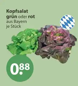 V Markt Kopfsalat grün Angebot