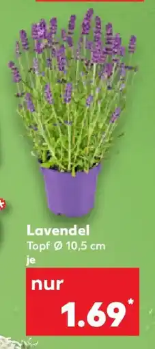 Kaufland Lavendel Angebot
