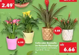 Kaufland Calla oder Bromelie im Keramik-Übertopf Angebot