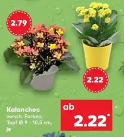Kaufland Kalanchoe Angebot