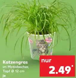 Kaufland Katzengras Angebot