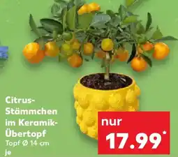 Kaufland Citrus Stämmchen im Keramik Übertopf Angebot