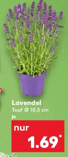 Kaufland Lavendel Angebot