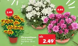 Kaufland Chrysantheme Angebot