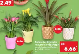 Kaufland Calla oder Bromelie im Keramik-Übertopf Angebot
