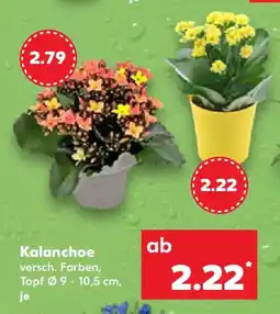 Kaufland Kalanchoe Angebot