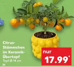 Kaufland Citrus Stämmchen im Keramik Übertopf Angebot