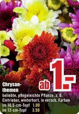 B1 Discount Baumarkt Chrysanthemen Angebot