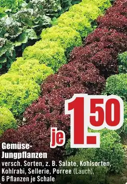 B1 Discount Baumarkt Gemüse Jungpflanzen Angebot