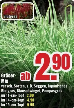 B1 Discount Baumarkt Gräser Mix Angebot