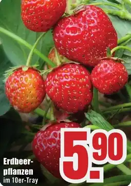 B1 Discount Baumarkt Erdbeerpflanzen Angebot