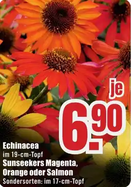 B1 Discount Baumarkt Echinacea Angebot
