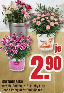 B1 Discount Baumarkt Gartennelke Angebot