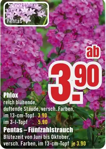 B1 Discount Baumarkt Phlox Angebot