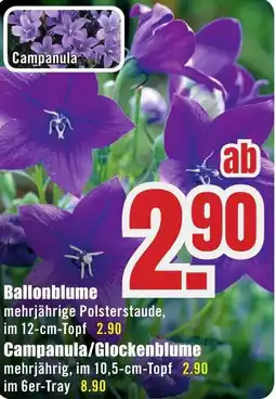 B1 Discount Baumarkt Ballonblume Angebot