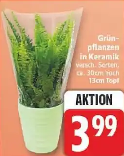 Edeka Grünpflanzen in Keramik Angebot