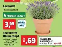 Thomas Philipps Lavendel Angebot