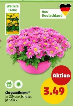 PENNY Chrysantheme Angebot