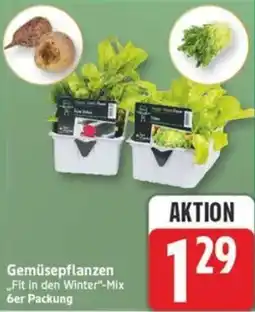 Marktkauf Gemüsepflanzen Angebot