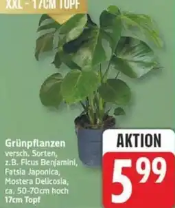 Marktkauf Grünpflanzen Angebot