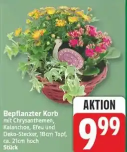 Marktkauf Bepflanzter Korb Angebot