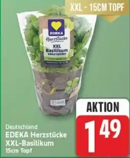 Marktkauf EDEKA Herzstücke XXL-Basilikum 15cm Topf Angebot