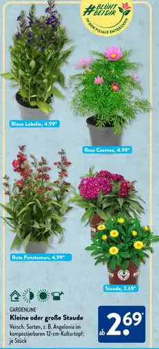 Aldi Süd GARDENLINE Kleine oder große Staude Angebot