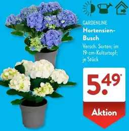 Aldi Süd GARDENLINE Hortensien Busch Angebot