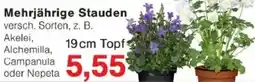 Jawoll Mehrjährige Stauden Angebot