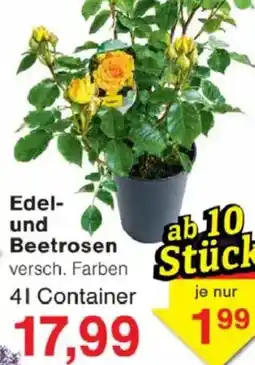 Jawoll Edel und Beetrosen Angebot
