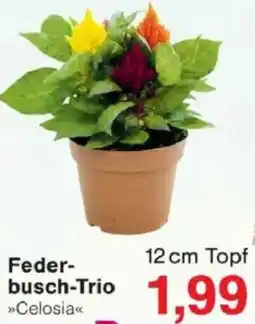 Jawoll Feder busch-Trio Angebot