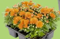 Thomas Philipps Chrysanthemen Angebot