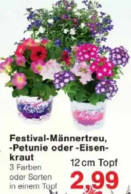 Jawoll Festival-Männertreu, Petunie oder Eisenkraut Angebot