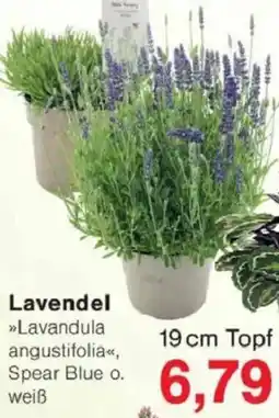 Jawoll Lavendel Angebot
