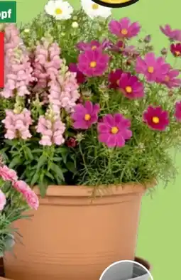 Thomas Philipps Sommerstauden Angebot