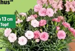 Thomas Philipps Nelken Dianthus Angebot