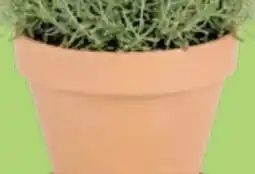 Thomas Philipps Terrakotta Blumentopf Angebot