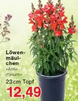 Jawoll Löwenmäulchen Angebot