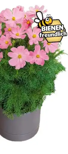 Hagebau Sommersolitär Angebot