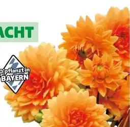 Hagebau Dahlie Topf Angebot