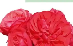 Hagebau Rosen im Topf Angebot