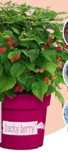 Hagebau Lucky Berry Erdbeere Angebot