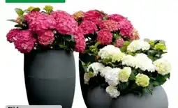 Hagebau Freilandhortensien Hydrangea Macrophylla Angebot